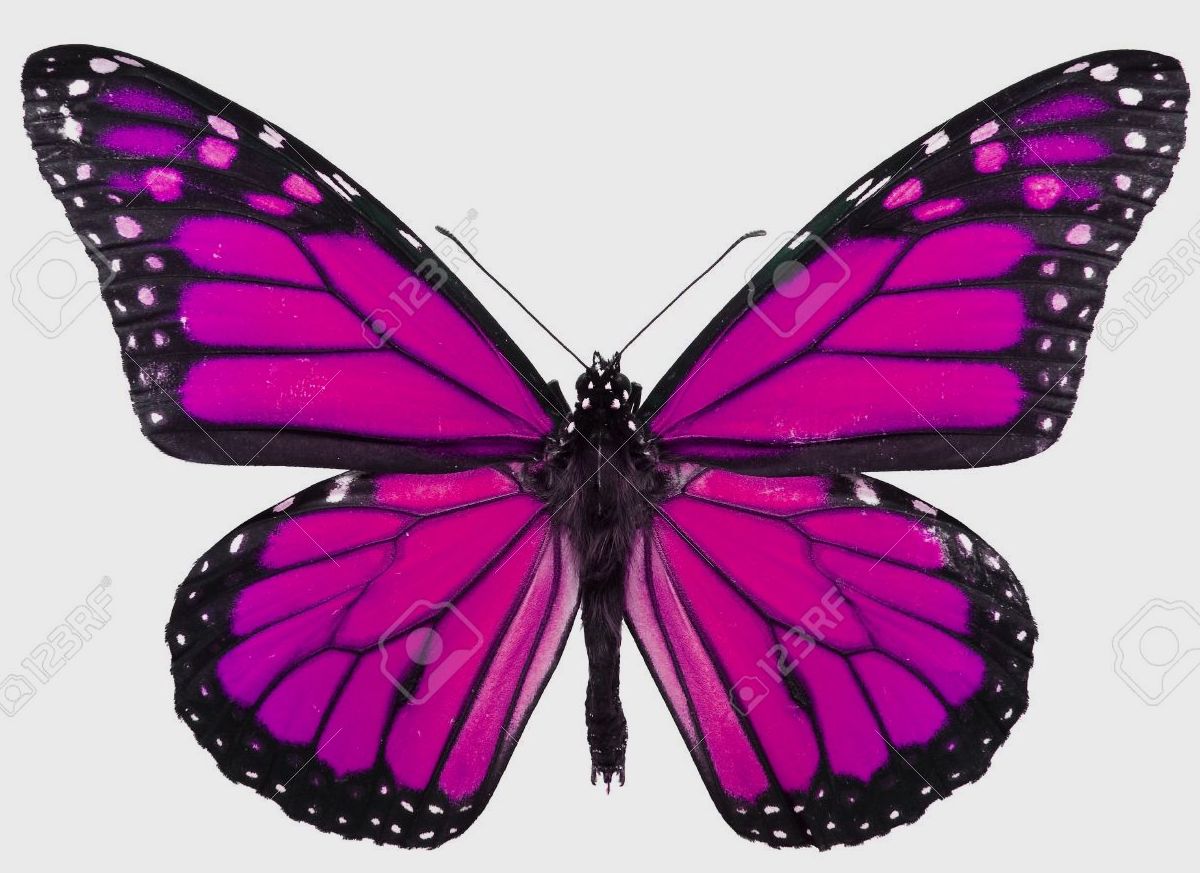 Бабочки фиолетового цвета. Бабочка фиолетовая. Сиреневые бабочки. Розовые бабочки.